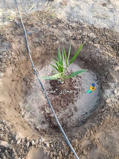 کشت خرمای مجول جیرفت